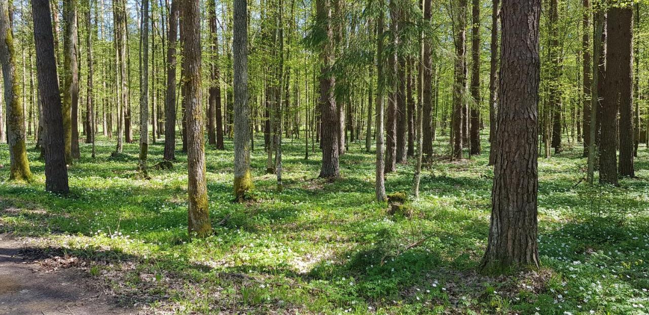 Zdalnie Z Lasu - Siedlisko W Puszczy Bialowieskiej Narewka Exterior foto